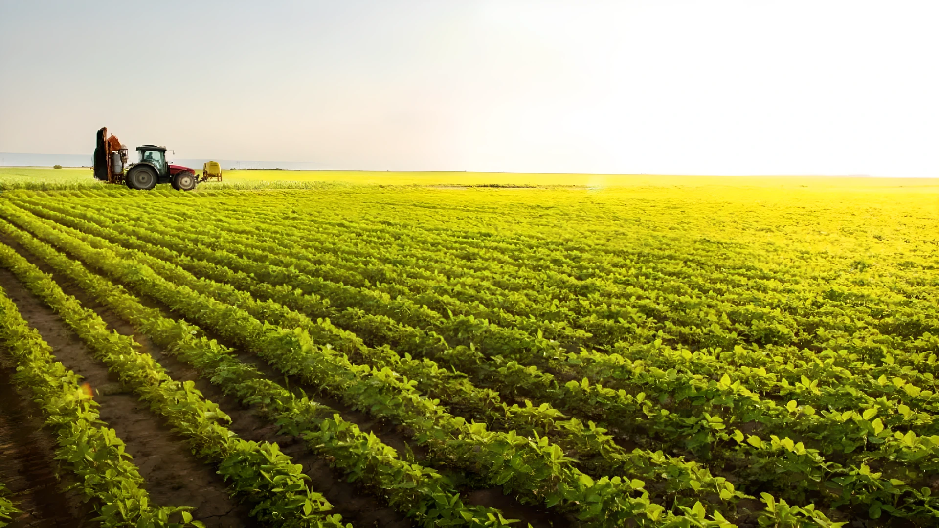 BrasilAgro (AGRO3) projects 452.9k t for 26/27 season
